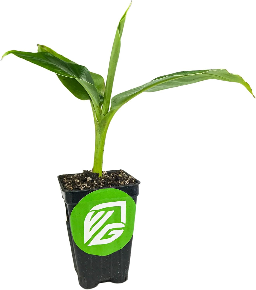 Tropicana Banana - Musa 'Tropicana' by Wellspring Gardens - Super Dwarf Cavendish Variety - Indoor and Outdoor Tropical Plant - Compact, Edible Bananas, Maroon/Purple Foliage