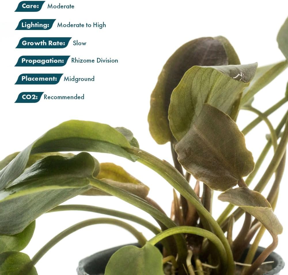 SubstrateSource Live Plants - Lagenandra Meeboldii Red (Lagenandra meeboldii) - Moderate to High Light Tank Display, Red to Bronze Accent, Midground Placement, Freshwater Aquatic Plant - Pot