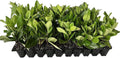 Viburnum Suspensum - 40 Live Plants - Evergreen Privacy Hedge