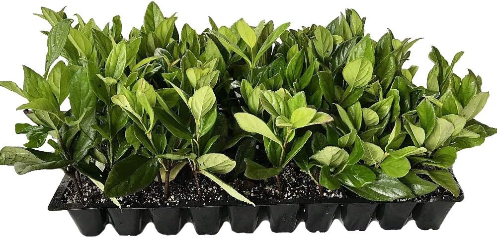 Viburnum Suspensum - 20 Live Plants - Evergreen Privacy Hedge