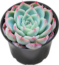 Sprout N Green Echeveria 'Pink Crystal' in 2 inch Starter Pot, Rare Live Succulent Plant Fully Rooted with Soil, Home Office Indoor Outdoor Wedding Decoration DIY Projects Party Favor