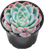 Sprout N Green Echeveria 'Pink Crystal' in 2 inch Starter Pot, Rare Live Succulent Plant Fully Rooted with Soil, Home Office Indoor Outdoor Wedding Decoration DIY Projects Party Favor