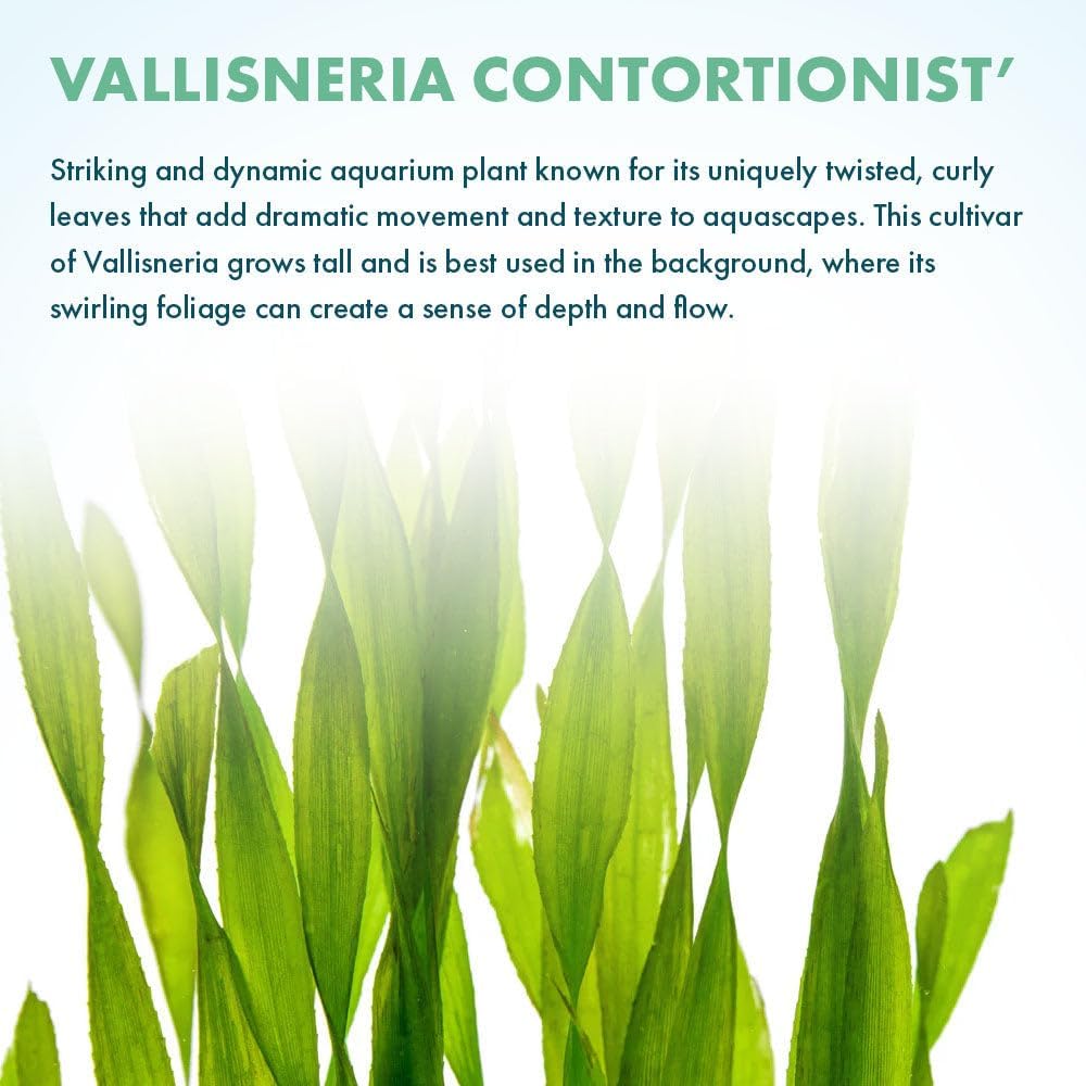 SubstrateSource Live Plant - Tall Grass, Corkscrew Vallisneria (Vallisneria Americana 'Contortionist') - Moderate to High Light, Bright Green, Background - Lead Bunch, 4 Pack