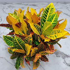 Croton Petra Plant - Tropical Foliage Plant Live - Overall Height 20" to 24" - Tropical Plants of Florida
