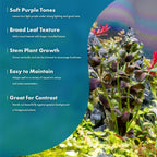SubstrateSource Live Plant - Purple Bacopa (Bacopa salzmannii) - Moderate Care, Moderate to High Light, Purple and Violet Accent, Freshwater Aquatic Plant for Aquascaping - Lead Bunch