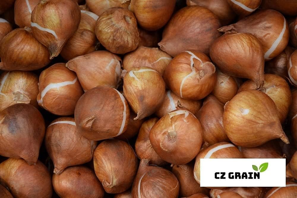 Fancy Red Tulip Bulbs for Planting, Easy to Grow Perennial Flower Bulbs