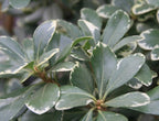Variegated Pittosporum | 30 Live Plants | Pittosporum Tobria Variegatum | Evergreen Border Accent Hedge Shrub