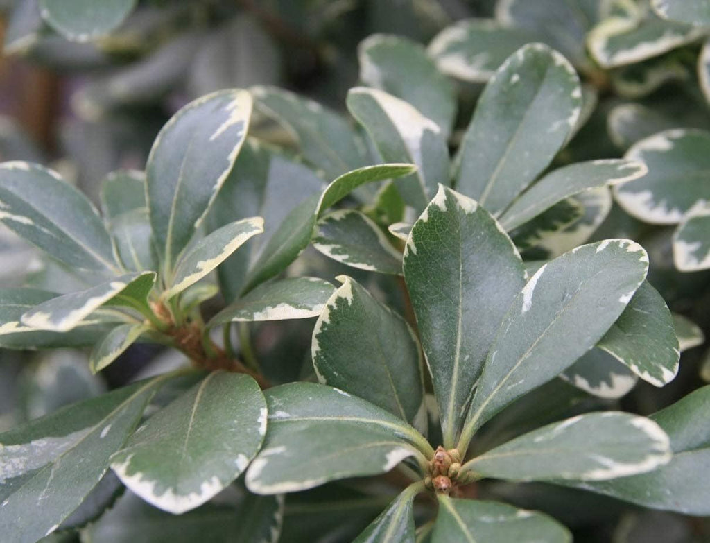 Variegated Pittosporum | 20 Live Plants | Pittosporum Tobria Variegatum | Evergreen Border Accent Hedge Shrub