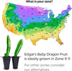 Dragon Fruit Edgar's Baby (4 Pack) | Real Live Fruit Plants for Sale | Rare Exotic Variety | Sweet Edible Fruit | Easy to Grow Live Plants for Organic Gardens. (Edgar's Baby)