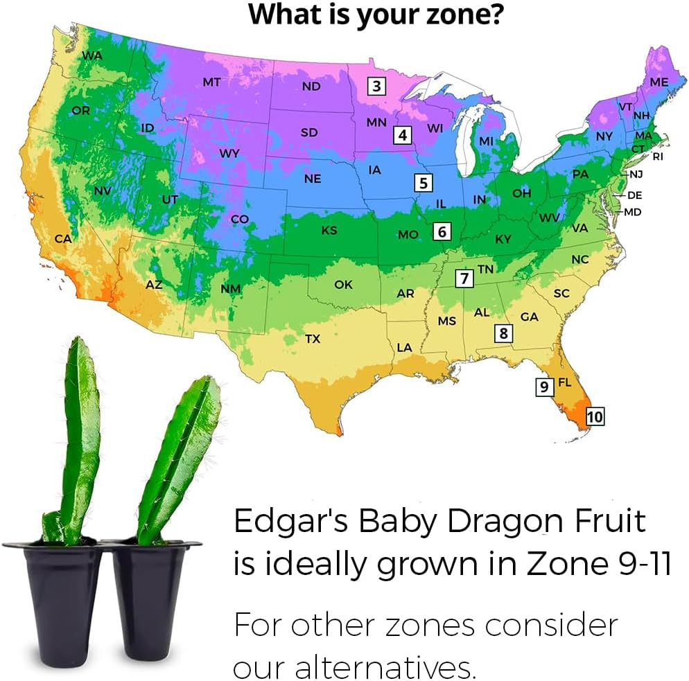 Dragon Fruit Edgar's Baby (4 Pack) | Real Live Fruit Plants for Sale | Rare Exotic Variety | Sweet Edible Fruit | Easy to Grow Live Plants for Organic Gardens. (Edgar's Baby)