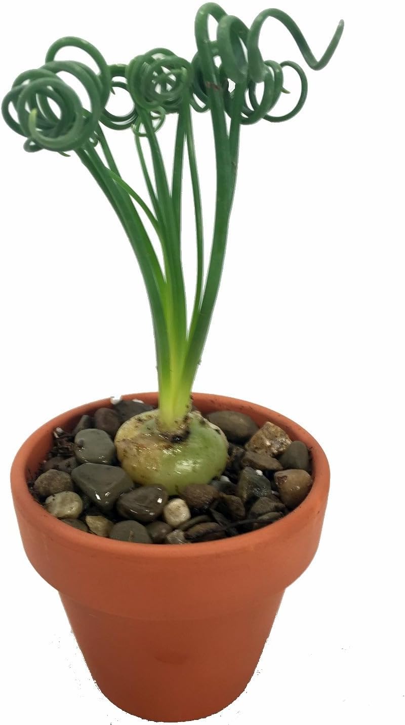 Rare Frizzle Sizzle Plant - Albuca spiralis - 2 Bulbs - Succulent House Plant