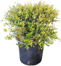Dwarf Yaupon Holly | 3 Live Gallon Size Plants | Ilex Schilling Stokes Vomitoria | Evergreen Drought Tolerant Low Maintenance Hedge Shrub