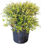 Dwarf Yaupon Holly | 3 Live Gallon Size Plants | Ilex Schilling Stokes Vomitoria | Evergreen Drought Tolerant Low Maintenance Hedge Shrub
