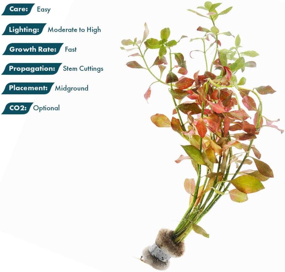 SubstrateSource Live Plants – Ludwigia Ovalis – Moderate to High Light, Green to Orange, Midground Accent – Lead Bunch, 4 Pack