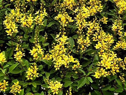 Carolina Jasmine | 20 Live Plants | Gelsemium Sempervirens | Fragrant Yellow Blooms, Evergreen Vine, Low Maintenance, Fast Growing, Climbing, Attracts Pollinators, Garden Trellis