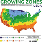 Crocosmia Mixed Color Flower Bulbs for Planting - Easy to Grow, Amazing Color (20 Bulbs)