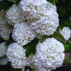 Snowball Bush Plant, Old Fashion Snowball Viburnum Bush Live Plant, 4 Inc Potted
