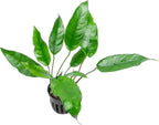 SubstrateSource Anubias Live Aquarium Plants - Potted Freshwater Plant for Fish Tanks, Terrariums - Beginner Friendly Low Light (Short and Sharp, 1 Pot)