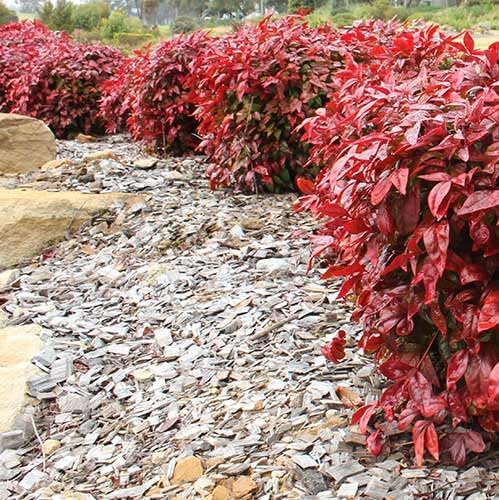 Nandina Gulf Stream - Nandina domestica. Compact Heavenly Bamboo | Year-Round Color | Low Maintenance Shrub | Drought Tolerant | Live Plant (2 Nandina Gulf Stream Cups)
