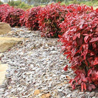 Nandina Gulf Stream - Nandina domestica. Compact Heavenly Bamboo | Year-Round Color | Low Maintenance Shrub | Drought Tolerant | Live Plant (2 Nandina Gulf Stream Cups)