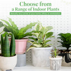 American Plant Exchange Monstera Deliciosa - Live 6-Inch Pot, Easy-Care Split Leaf Vine, Low-Maintenance Air Purifying Houseplant for Home, Office & Garden Décor