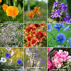 Rocky Mountain Wildflower Seeds Mix - 4 oz Seed Pouch - 22 Wild Flower Seed Varieties - Annuals, Perennials and Bi-Annuals - Flower Garden