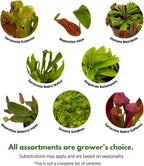 BubbleBlooms Carnivorous Plant Assortment Set, 5 Live Different Plants in 2 inch Pots