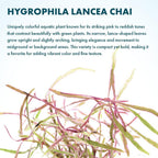 SubstrateSource Live Plants – Chai Hygrophila (Hygrophila lancea 'Chai') – Medium to High Light, Pink and Reddish Accent Aquatic Plant, Midground Placement – Stem Growth – Pot – 1 Pack