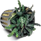 SubstrateSource Bucephalandra Red Blade Potted Live Aquarium Plant - Natural Freshwater Fish Tank Decorations, Aquatic Décor