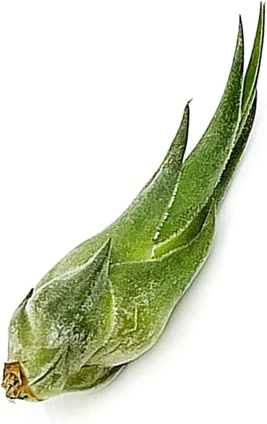 ragnaroc Air Plants - Tillandsia Seleriana, Large 4-6" - 5ct - Live Arrival Guaranteed - House Plants for Home Decor & Gift