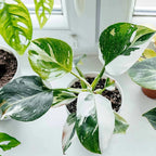 2 White Philodendron Live Plant 5-9" Tall, Rare Tropical Indoor Houseplant Home Garden