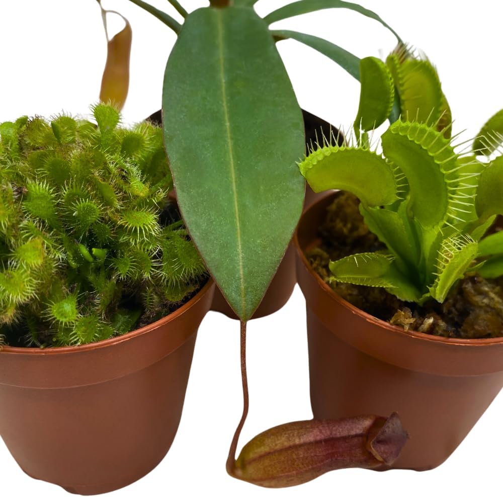 BubbleBlooms Carnivorous Plant Assortment Set, 3 Different Plant Species in 2 inch Pots