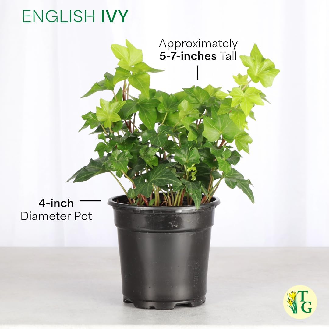 Thorsen's Greenhouse Live Green English Ivy Plant, Hedera Helix, Natural Air Purifier, Easy to Grow, Live Indoor Houseplant, 4" Diameter Pot (Sage)