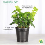 Thorsen's Greenhouse Live Green English Ivy Plant, Hedera Helix, Natural Air Purifier, Easy to Grow, Live Indoor Houseplant, 4" Diameter Pot (Brushed Silver)