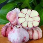 1 Pound Hard Neck Garlic for Planting in Fall, Assorted Mixed Garlic Bulb for Planting, Fresh and High Yield, Cold Hardy, Planting Softneck Hardneck