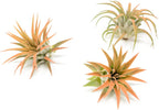 Coral Colorful Tillandsia Air Plants - Long Lasting Color Enhanced Live Tillandsia Succulent House Plants - Home and Garden Decor - Easy Care Indoor/Outdoor Plants (Ionantha Rubra, Pack of 3)