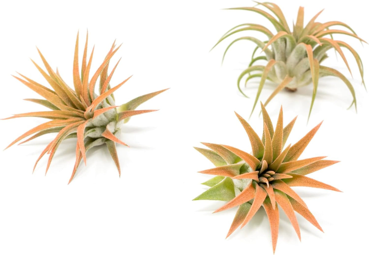 Coral Colorful Tillandsia Air Plants - Long Lasting Color Enhanced Live Tillandsia Succulent House Plants - Home and Garden Decor - Easy Care Indoor/Outdoor Plants (Ionantha Rubra, Pack of 3)
