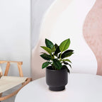 LB Black Ceramic Plant Pot for Indoor Plants, Succulent Planters Ceramic Plant Pots, Modern Flower Pots for Living Room Office Home Decor, Round Flower Pot of 4.3 Inch(Plant Not Included)
