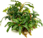 SubstrateSource Bucephalandra Catherinae Green Live Aquarium Plant - Natural Freshwater Fish Tank Decorations, Aquatic Décor - Plant (10-15 Leaves)