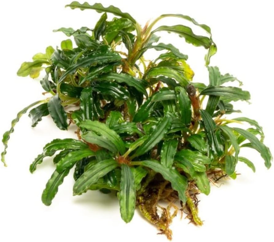 SubstrateSource Bucephalandra Catherinae Green Live Aquarium Plant - Natural Freshwater Fish Tank Decorations, Aquatic Décor - Small Clump (3-5 Plants)