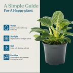 Philodendron Birken Live Plant | Indoor House Plant for Home Decor, Room Decor, Office Decor | Air Purifying Philodendron Houseplant | Elegant Plants Live Houseplants