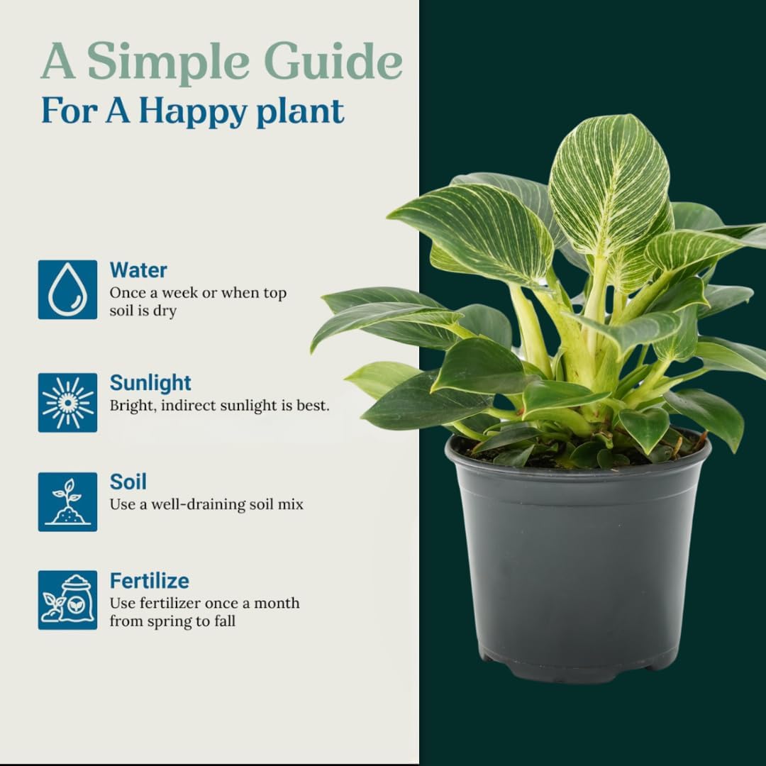 Philodendron Birken Live Plant | Indoor House Plant for Home Decor, Room Decor, Office Decor | Air Purifying Philodendron Houseplant | Elegant Plants Live Houseplants