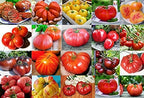 Mixed Seeds 30 Giant Tomato Seeds, Mix of 19 Varieties, Heirloom Non-GMO, Brandywine Black, Red, Yellow and Pink, Mr. Stripey, Old German, Black Krim, from USA Solanum lycoperscium
