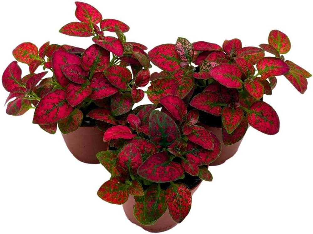 BubbleBlooms Red Hypoestes phyllostachya 2 inch Set of 3 Flamingo Polka Dot Plant Tiny Mini Pixie Plants