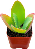 Succulents Plants Live 2inch Live Mini Succulent Plants, Easy Care House Plants Rooted in Succulent Soil Mix, by The Succulent Cult (Mother of Thousands, 2 Inch)