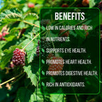 Boysenberry Plant (4 Pack) | Live Fruit Plant for Planting | Large, Juicy & Sweet Berries | Thorny & High-Yielding Variety | Grow Your Own Food in Your Edible Organic Garden | Perfect for Fresh Eating