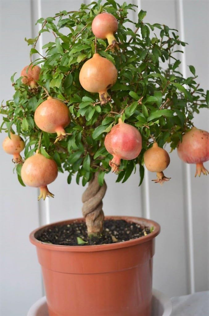 GARDENERA Premium Pomegranate Potting Soil Mix - Perfect Balance of Nutrients, Drainage, and Aeration for Thriving Pomegranate Trees - 5 Quart
