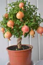 GARDENERA Premium Pomegranate Potting Soil Mix - Perfect Balance of Nutrients, Drainage, and Aeration for Thriving Pomegranate Trees - 2 Quart