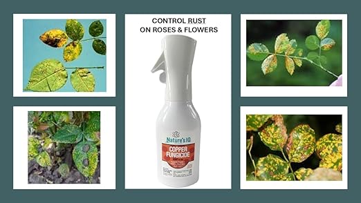 Nature's IQ Copper Fungicide. Innovative Spray Mist Technology. Controls powdery Mildew, Black spot, and Rust! for use on Roses, Flowers, ornamentals, Fruits and Vegetables. Ready-to-use 20 oz. (2)