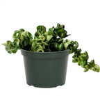 American Plant Exchange Hoya Compacta Hindu Rope, 6-Inch Pot, Live Flowering Wax Plant, Exotic Indoor Houseplant